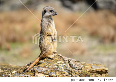 The meerkat, Suricata suricatta or suricate is a small carnivoran in the mongoose family. It is the 57216766
