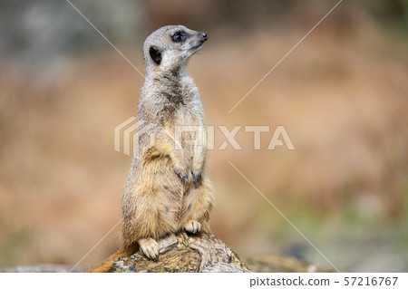 The meerkat, Suricata suricatta or suricate is a small carnivoran in the mongoose family. It is the The meerkat, Suricata suricatta or suricate is a small carnivoran in the mongoose family. It is the 57216767
