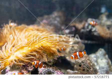 與銀蓮花一起生活的小丑魚 與銀蓮花一起生活的小丑魚 57216771