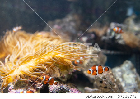與銀蓮花一起生活的小丑魚 57216772