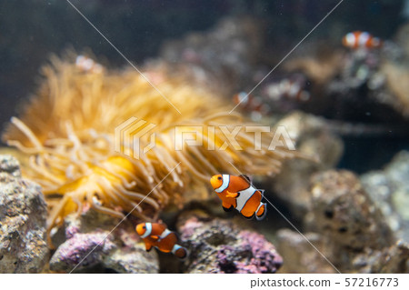 與銀蓮花一起生活的小丑魚 與銀蓮花一起生活的小丑魚 57216773