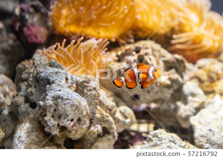 Clownfish living together with anemones 57216792
