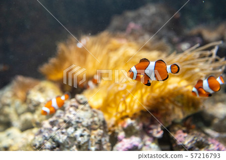 Clownfish living together with anemones 57216793