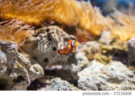 Clownfish living together with anemones 57216806