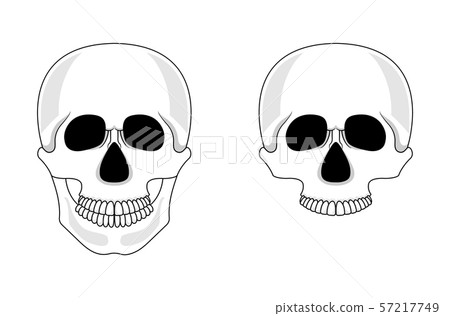 Skull isolated on white background - Stock Illustration [57217749] - PIXTA