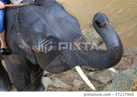 大像在泰國 大像在泰國 57217988