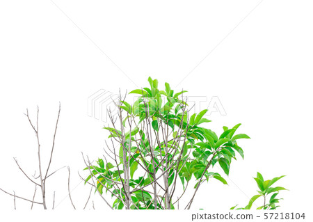 Green leaves on a white background Green leaves on a white background 57218104
