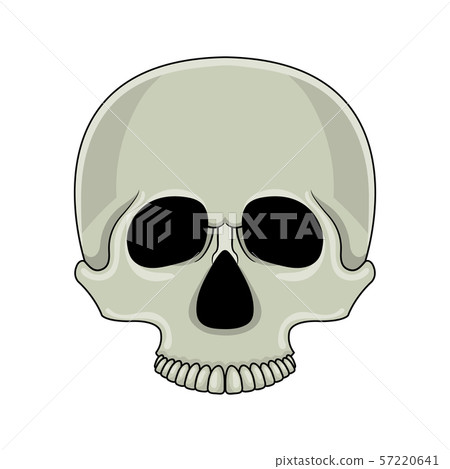 Human skull isolated on white background - Stock Illustration [57220641 ...