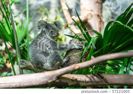 The koala, Phascolarctos cinereus, or, inaccurately, koala bear is an arboreal herbivorous marsupial The koala, Phascolarctos cinereus, or, inaccurately, koala bear is an arboreal herbivorous marsupial 57221005