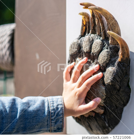 Little girl compares her hand to bear paw. Selected focus 57221006