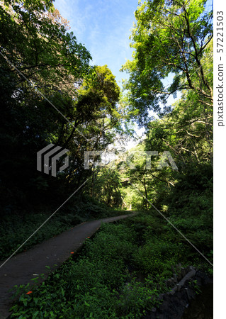 Koamishiro Forest (Autumn) 57221503