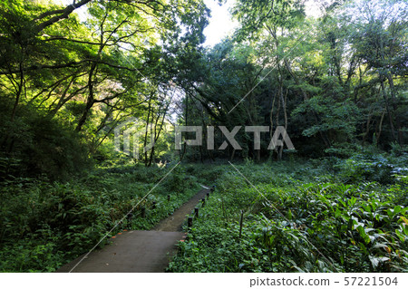 Koamishiro Forest(秋季) Koamishiro Forest(秋季) 57221504