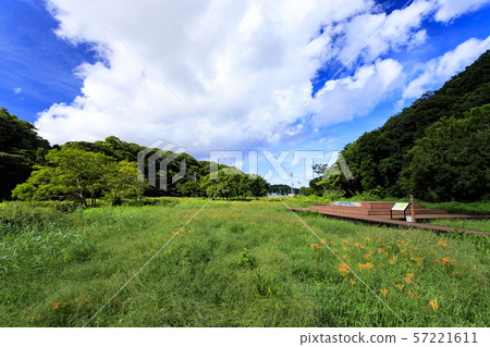 Koamishiro Forest (Autumn) 57221611