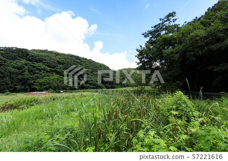 Koamishiro Forest (Autumn) Koamishiro Forest (Autumn) 57221616