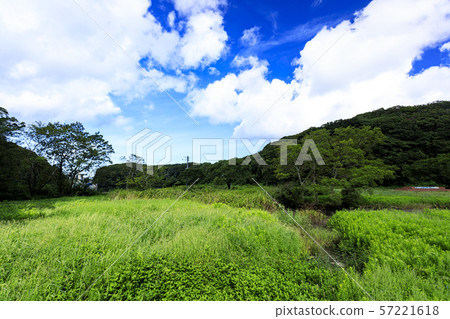Koamishiro Forest (Autumn) Koamishiro Forest (Autumn) 57221618