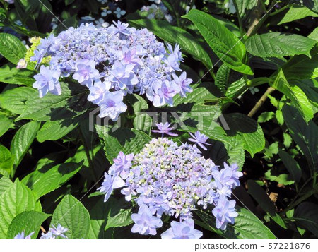 Hydrangea / Koishikawa Botanical Garden 57221876