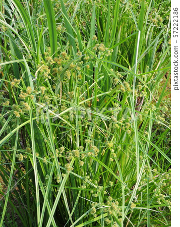 Tamagayakuri Tamagayakuri 57222186