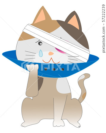 Cat being treated at a veterinary hospital Cat being treated at a veterinary hospital 57222239