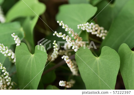 Male yam flower 57222397