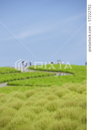 9月初在茨城縣的Kokia Hitachi Seaside Park 57222701