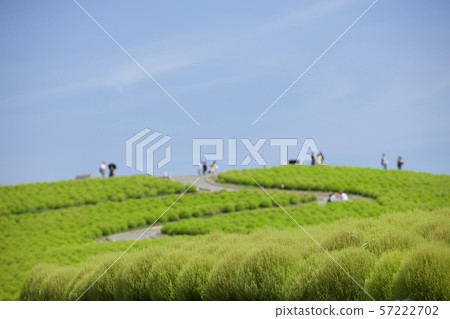 9月初在茨城縣的Kokia Hitachi Seaside Park 9月初在茨城縣的Kokia Hitachi Seaside Park 57222702