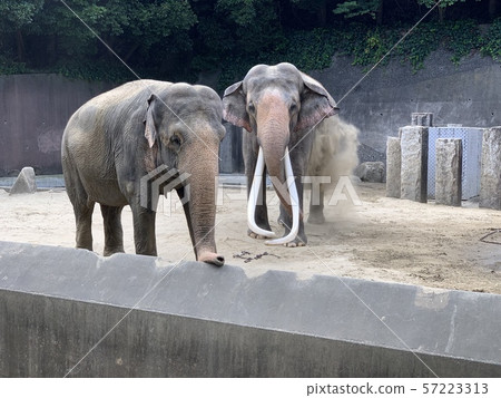 Two Indian elephants male and female (Kanazawa Zoo) 57223313