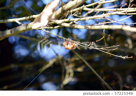 Cicada's escape shell 57223349