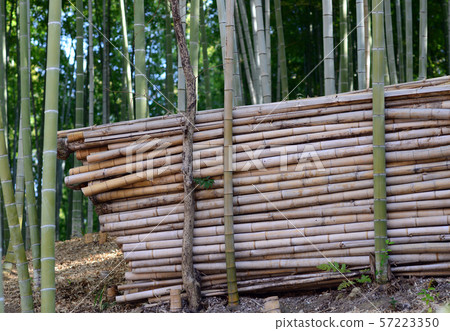 Bamboo Forest-18 57223350