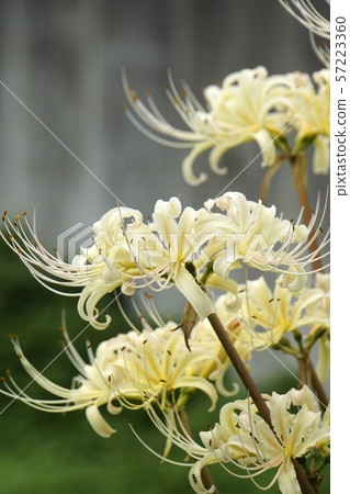 Yellow Higambana Yellow Higambana 57223360