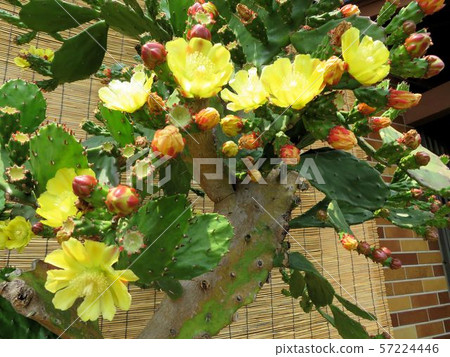 小仙人掌花 八王子 照片素材 圖片 圖庫