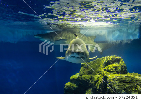 White crocodile (a kind of shark) White crocodile (a kind of shark) 57224851