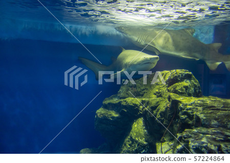 白鱷(一種鯊魚) 白鱷(一種鯊魚) 57224864