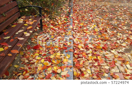 Autumn leaves 57224974