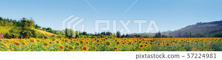 Yellow field of sunflowers in the summer against the backdrop of the mountains. 57224981