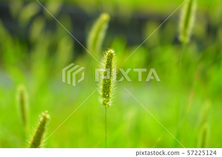 Enokorogusa（Enokoro草） 57225124