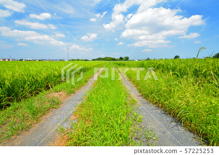 一條直路和夏天藍天 一條直路和夏天藍天 57225253