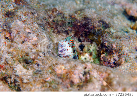 Montuki frogfish Montuki frogfish 57226483