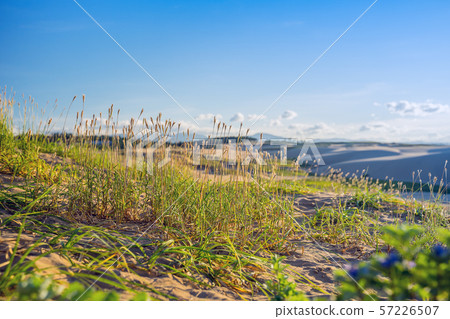 Tottori sand dunes Tottori sand dunes 57226507