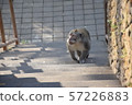 Monkey walk on the stairs. Monkey Forest, Bali, 57226883