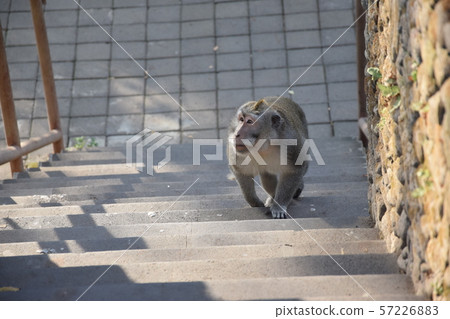 Monkey walk on the stairs. Monkey Forest, Bali, Monkey walk on the stairs. Monkey Forest, Bali, 57226883