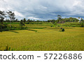 Rice field with beautiful sky. Bali, Indonesia. 57226886