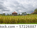 Rice field with beautiful sky. Bali, Indonesia. 57226887