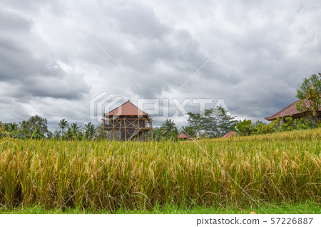 Rice field with beautiful sky. Bali, Indonesia. Rice field with beautiful sky. Bali, Indonesia. 57226887