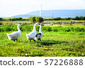 Geese come in wild field. 57226888