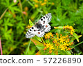 Butterfly Parnassius Nomion sitting on the grass. 57226890