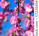 A bee sits on a beautiful Sakura. Japanese cherry. 57226894