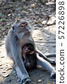Baby monkey with mother monkey. Monkey Forest, 57226898