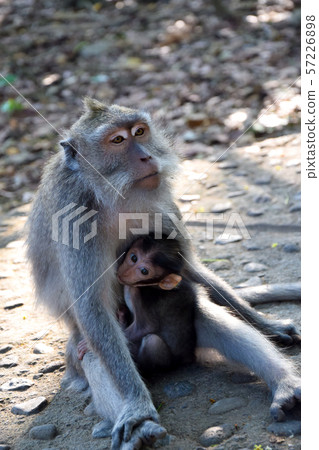 Baby monkey with mother monkey. Monkey Forest, Baby monkey with mother monkey. Monkey Forest, 57226898