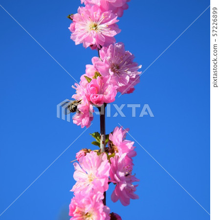 A bee sits on a beautiful Sakura. Japanese cherry. A bee sits on a beautiful Sakura. Japanese cherry. 57226899