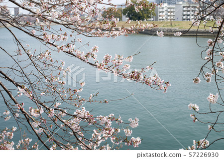 Cherry blossoms on the bank along the Ota River Cherry blossoms on the bank along the Ota River 57226930